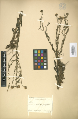 LE 01008437