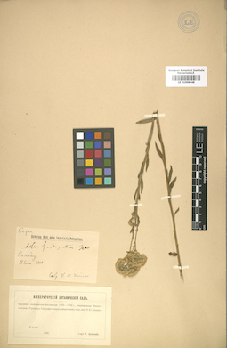 LE 01008448