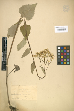 LE 01008451