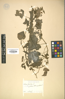 LE 01008513