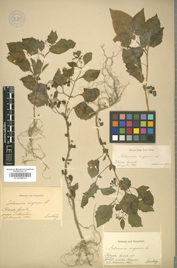 LE 01008515