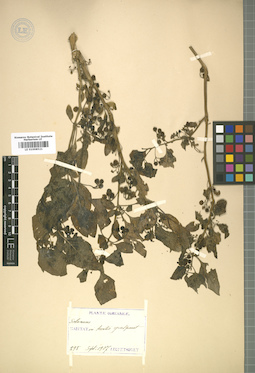 LE 01008521