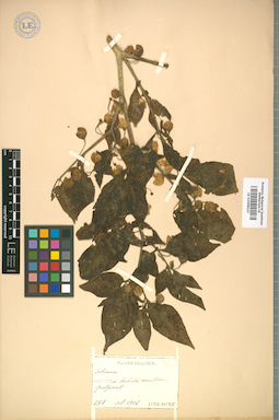 LE 01008523