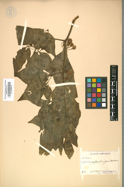 LE 01008525