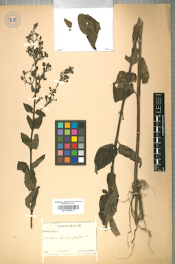 LE 01008537