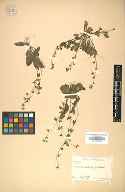 LE 01008546