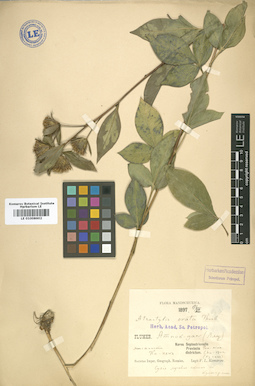 LE 01008602