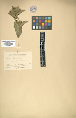 LE 01008603