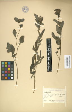 LE 01008606