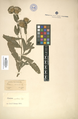 LE 01008621