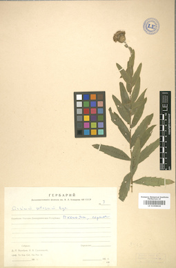 LE 01008626