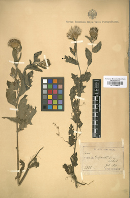 LE 01008675