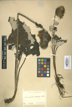 LE 01008677