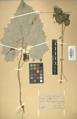 LE 01008679