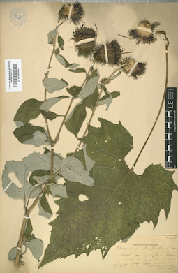 LE 01008680