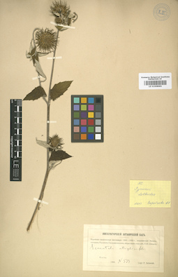 LE 01008681
