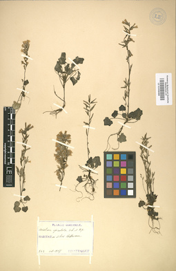 LE 01008688