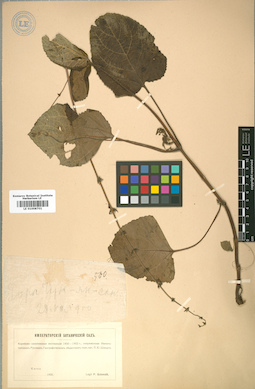 LE 01008701