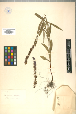 LE 01008710