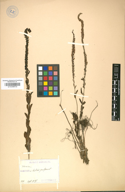 LE 01008716