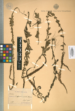 LE 01008717