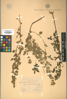 LE 01008721