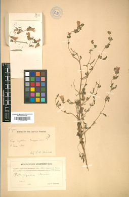 LE 01008735
