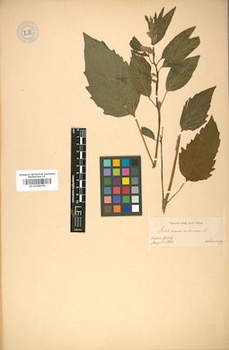 LE 01008781