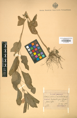 LE 01008783