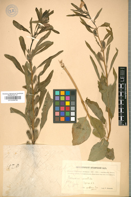 LE 01008786
