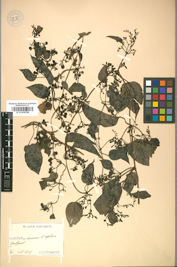 LE 01008788
