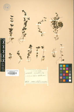 LE 01008794