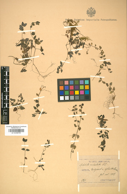 LE 01008795