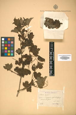 LE 01008802