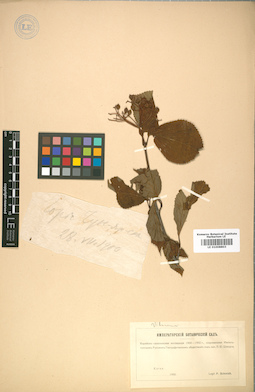 LE 01008803
