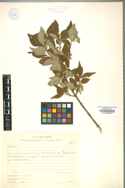 LE 01008806