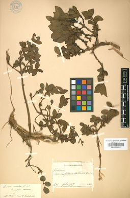 LE 01008813