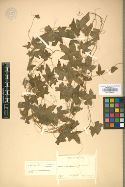 LE 01008821