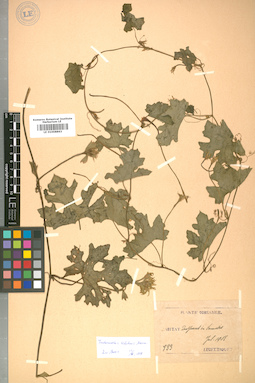 LE 01008863
