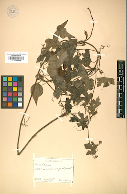 LE 01008866