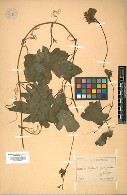 LE 01008867