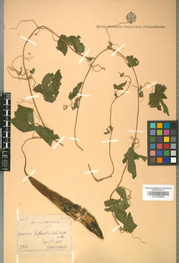LE 01008868