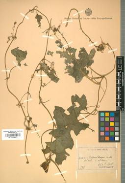 LE 01008871