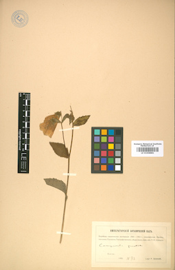 LE 01008881