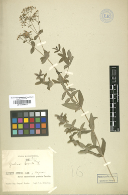 LE 01008917