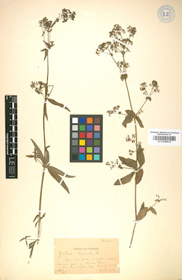 LE 01008918