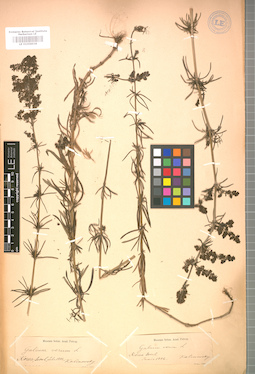 LE 01008938