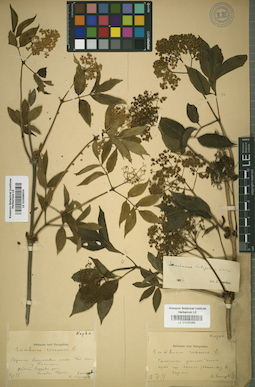 LE 01008954