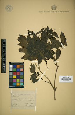 LE 01008958