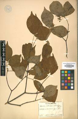 LE 01008964